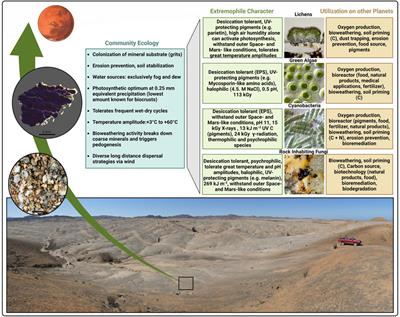 The grit crust: A poly-extremotolerant microbial community from the Atacama Desert as a model for astrobiology